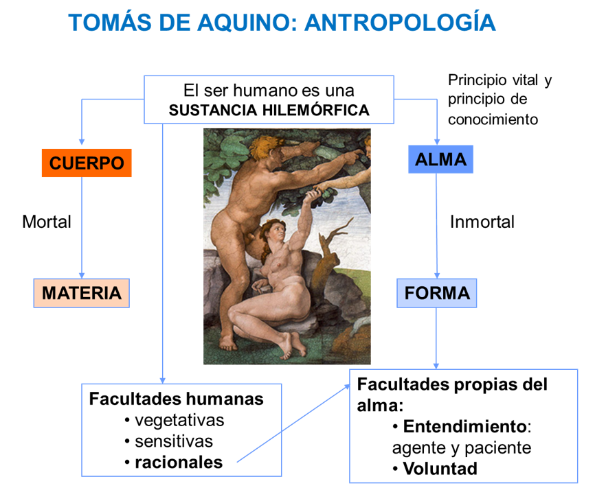 TOMÁS DE AQUINO: ANTROPOLOGÍA