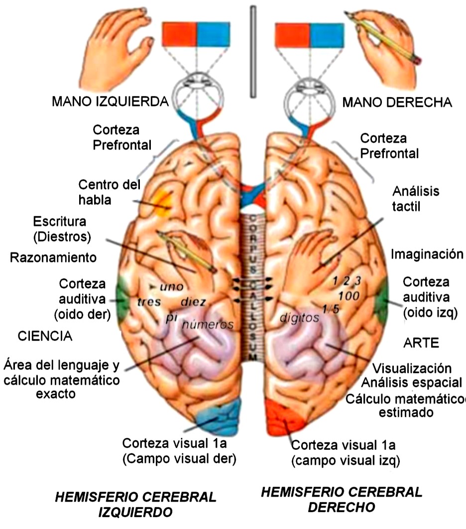 cerebro