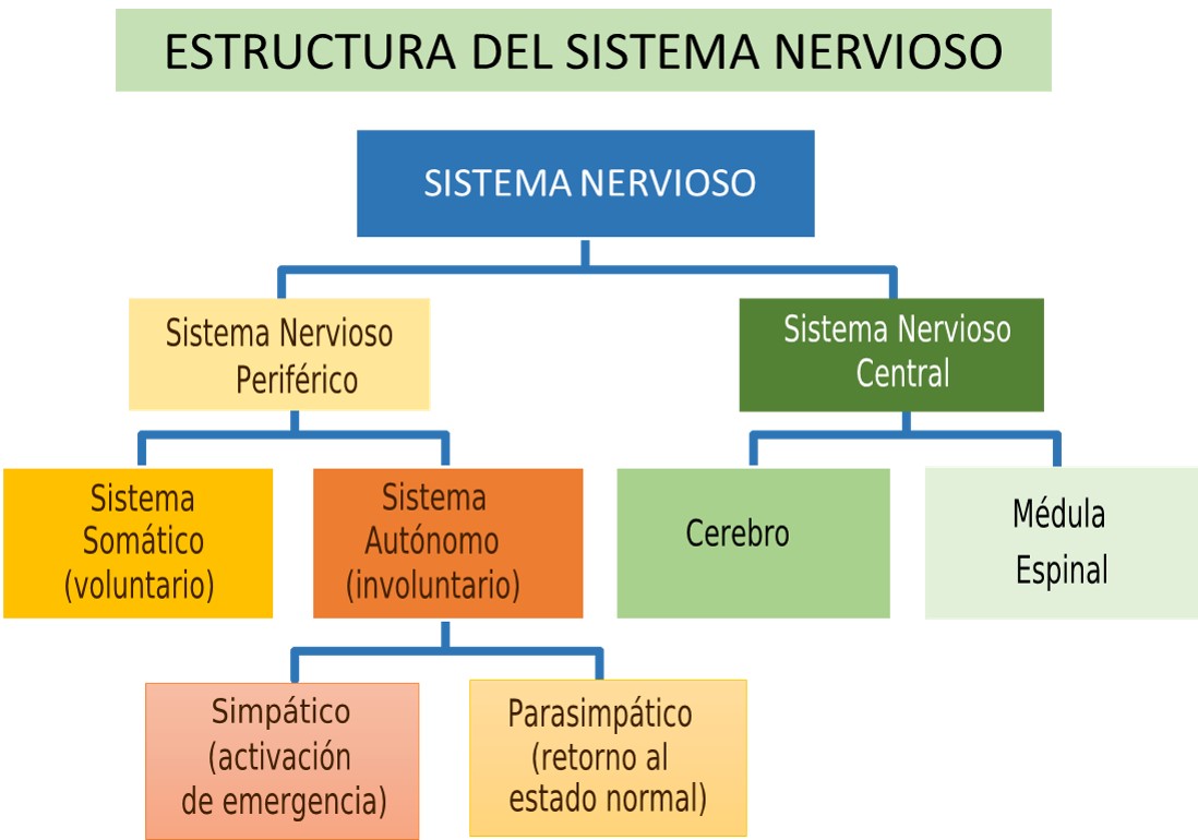 sISTEMA NERVIOSO