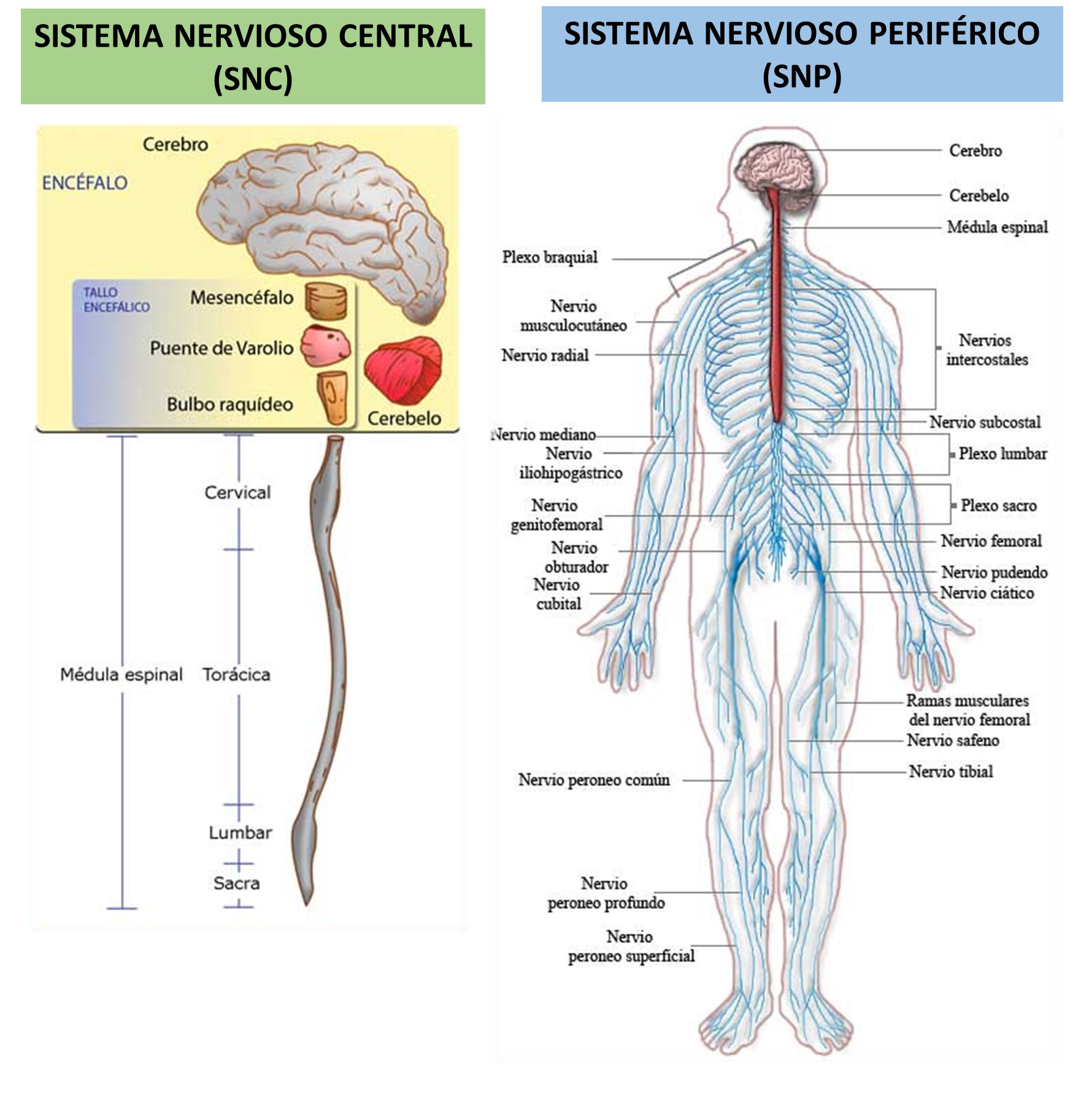 SISTEMA NERVIOSO CENTRAL Y PERIFÉRICO