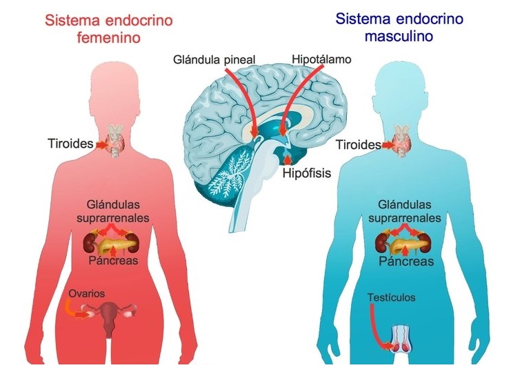 sistema endocrino