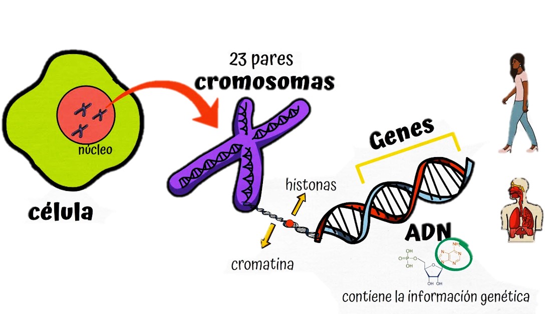 GENES ADN