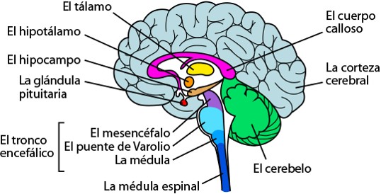 cerebro