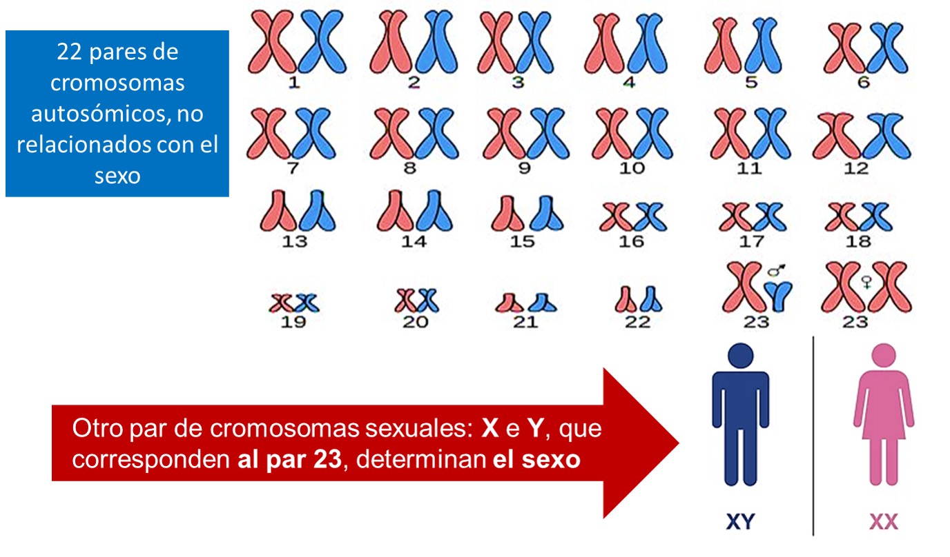 CROMOSOMAS