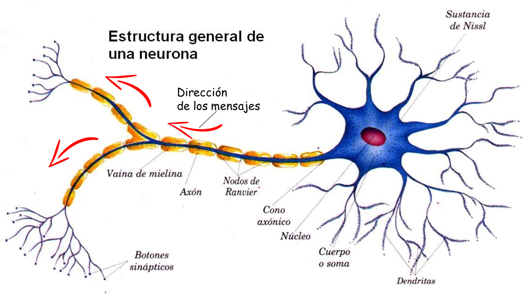 NEURONA