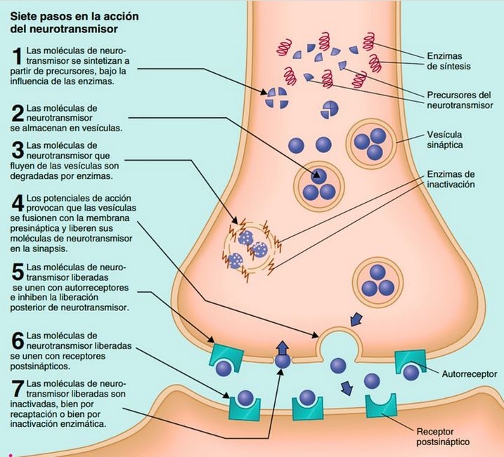 Sinapsis Neurotransmisores