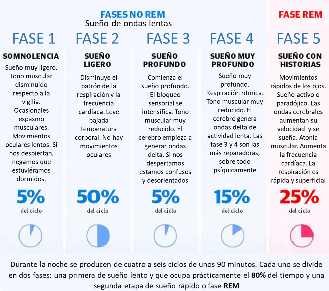 FASES DEL SUEÑO